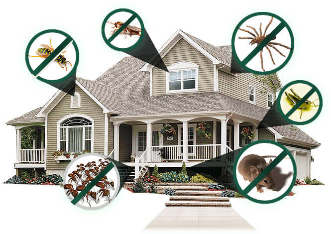Residential pest service