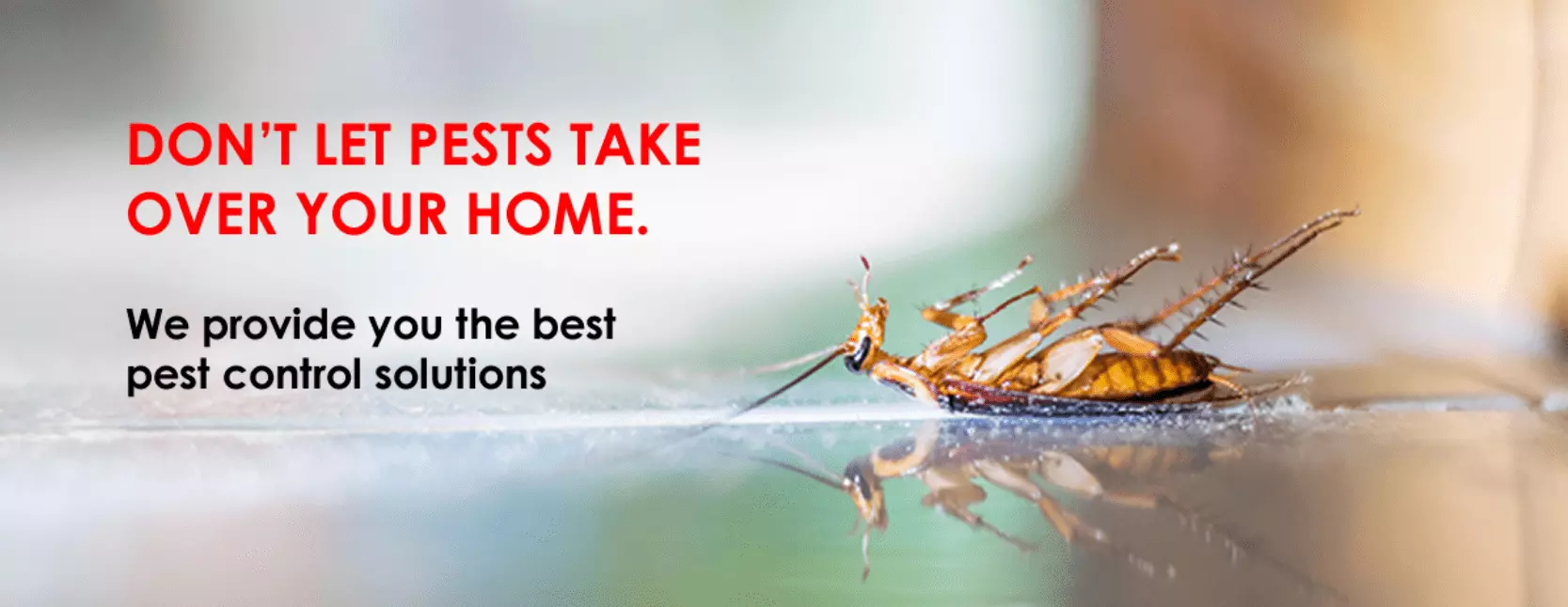 Bedbug and mosquito inspection