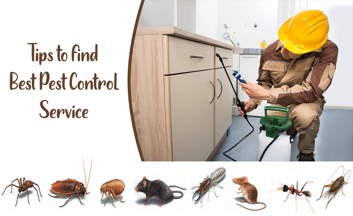Termite drill and seal